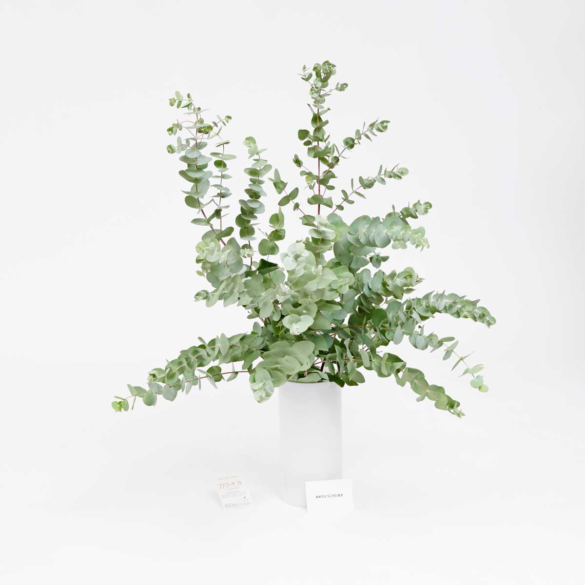 高価値 花瓶フラワー フラワーベース ユーカリ シリンダー ホワイト お祝い 観葉植物 ポリカーボネート ワンポイント プレゼント 贈り物 お洒落 スタイリッシュ フラワーギフト 梱包料無料 配送料無料 メッセージカード無料 楽ギフ Fucoa Cl