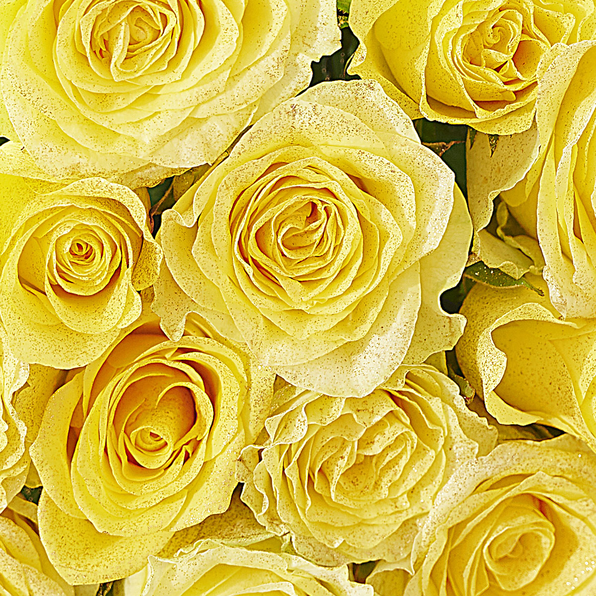 送料無料 花束 ブーケ ゴールドラメ仕様 18金 K18 黄色バラ12本薔薇 国産 お祝い お花 生花 フラワーギフト 贈答 プレゼント 贈り物 全国配送 メッセージカード無料 送料無料 楽ギフ あす楽 Yazamcoit Co Il 送料無料 花束 ブーケ ゴールドラメ仕様 18金 K18 黄色バラ12本薔薇 国産 お祝い お花 生花 フラワーギフト 贈答 プレゼント 贈り物 全国配送 メッセージカード無料 送料無料 楽ギフ あす楽 Yazamcoit Co Il