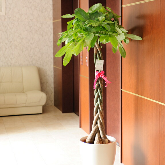 楽天市場 送料無料 観葉植物 パキラ 10号 白丸鉢カバー付 花言葉カード付 プレゼント フラワーギフト 開店祝い 開業祝い 開院祝い 開局祝い 移転祝い 上場祝い 新築祝い 楽ギフ あす楽 Sp Gift S