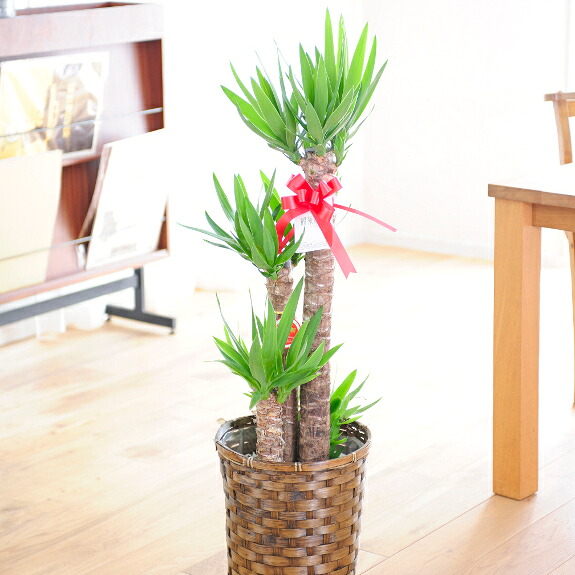 当日送りとどける 草木！観葉草木ユッカ・エレファンティペス（兄ちゃんの木） 8号※提げ篭鉢取りまかなう付 【貨物輸送無料】【楽ギフ_荷造り】【楽ギフ_ミサインプット】