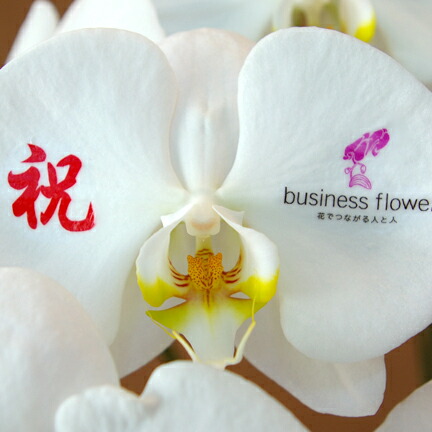 花びらにメッセージを!!農林水産大臣賞受賞 農家からの産直!メッセージ蘭 3本(33輪以上)結婚祝い 開店祝い 開業祝い 移転祝い 就任祝い 退職祝い 贈り物 フラワーギフト プレゼント お花 送料無料 メッセージカード無料 ラッピング無料 立札無料 楽ギフ|花ギフトの通販サイト hana