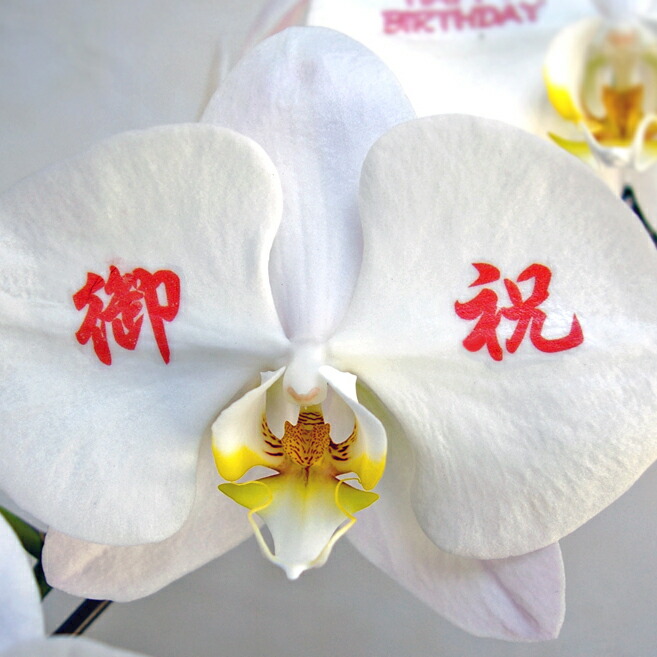 花びらにメッセージを 農林水産大臣賞受賞 農家からの産直 メッセージ蘭 3本 33輪以上 開業祝い 昇進祝い 当選祝い 創業祝い 栄転祝い 贈り物 フラワーギフト プレゼント お祝い お花 送料無料 メッセージカード無料 ラッピング無料 立札無料 楽ギフ