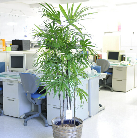 送料無料 観葉植物 シュロチク 10号 バスケット鉢カバー付 花言葉カード付 プレゼント フラワーギフト 開店祝い 開業祝い 開院祝い 開局祝い 移転祝い 上場祝い 新築祝い 楽ギフ あす楽 Vipphotobooth Com Au