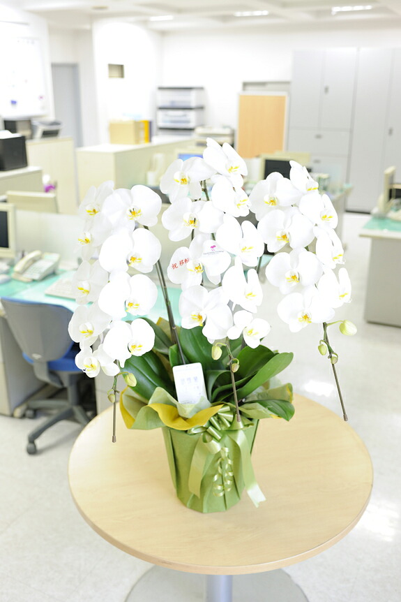 花びらにメッセージを 農林水産大臣賞受賞 農家からの産直 メッセージ蘭 3本 33輪以上 開業祝い 昇進祝い 当選祝い 創業祝い 栄転祝い 贈り物 フラワーギフト プレゼント お祝い お花 送料無料 メッセージカード無料 ラッピング無料 立札無料 楽ギフ Relentlessvb Com