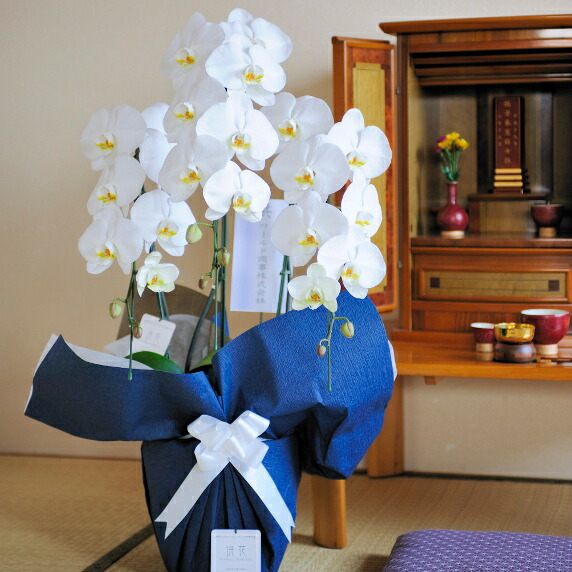 8712円 生まれのブランドで フューネラル胡蝶蘭 仏用 3本立 1 2万円コース初七日 四十九日 お盆 お彼岸 周忌 周年 枕花 後飾り 仏壇 遺影 法事 法要 お悔やみ お供え花 胡蝶蘭 贈り物 フラワーギフト お花 供花 送料無料 木札無料 メッセージカード無料 ラッピング無料 あす楽
