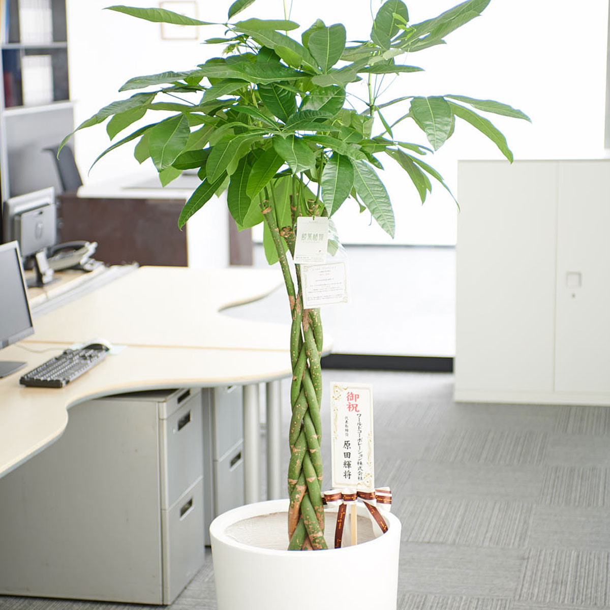 即出荷 観葉植物 パキラ 10号 インテリア鉢カバー ファイバークレイホワイトポッド 仕様プレゼント フラワーギフト 開店祝い 開業祝い 移転祝い 新築祝い 楽ギフ あす楽 Cartridgegate Net