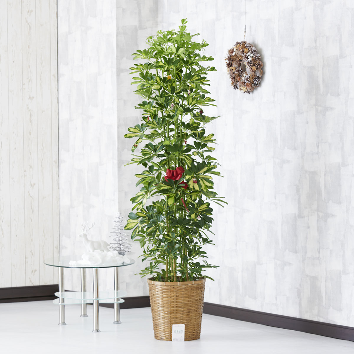 楽天市場 送料無料 クリスマス限定仕様 クリスマスツリー観葉植物 シェフレラ 斑入りホンコン 10号 バスケット鉢カバー 花言葉カード付祝い 観葉植物 インテリアグリーン フラワーギフト 贈答 プレゼント 贈り物 全国配送 立札無料 メッセージカード無料 楽ギフ