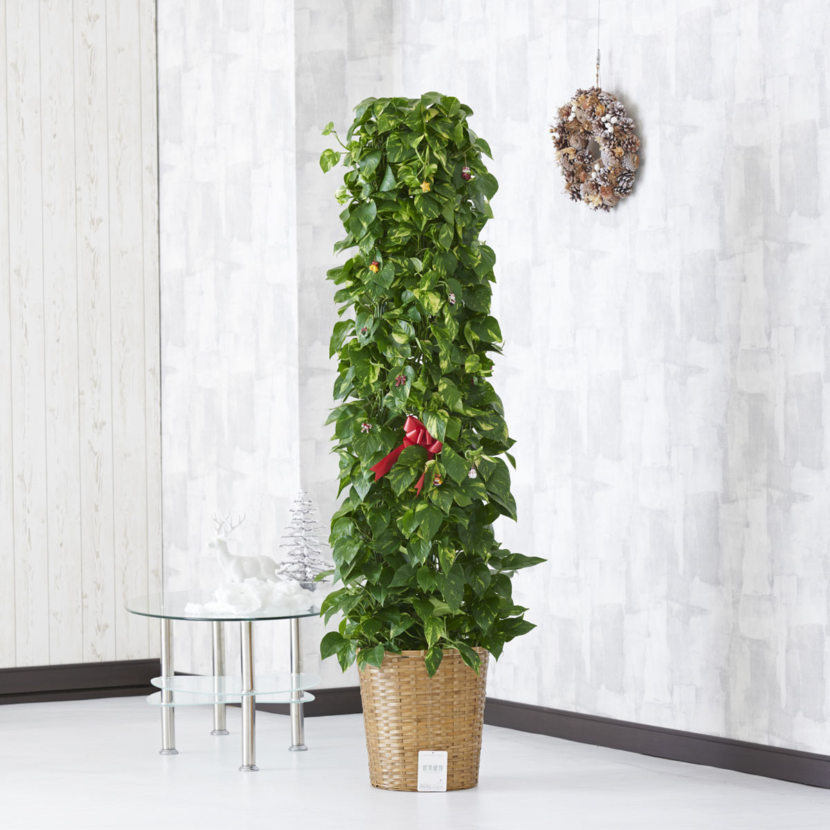 楽天市場 送料無料 クリスマス限定仕様 クリスマスツリー観葉植物 ポトス 10号 バスケット鉢カバー 花言葉カード付お祝い 観葉植物 インテリアグリーン フラワーギフト 贈答 プレゼント 贈り物 全国配送 立札無料 メッセージカード無料 楽ギフ Sp Gift S