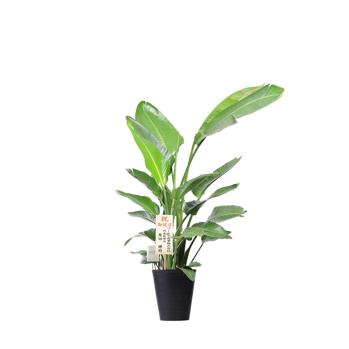 楽天市場】現品 観葉植物 ストレリチア ユンケア ノンリーフ 5号鉢 鉢