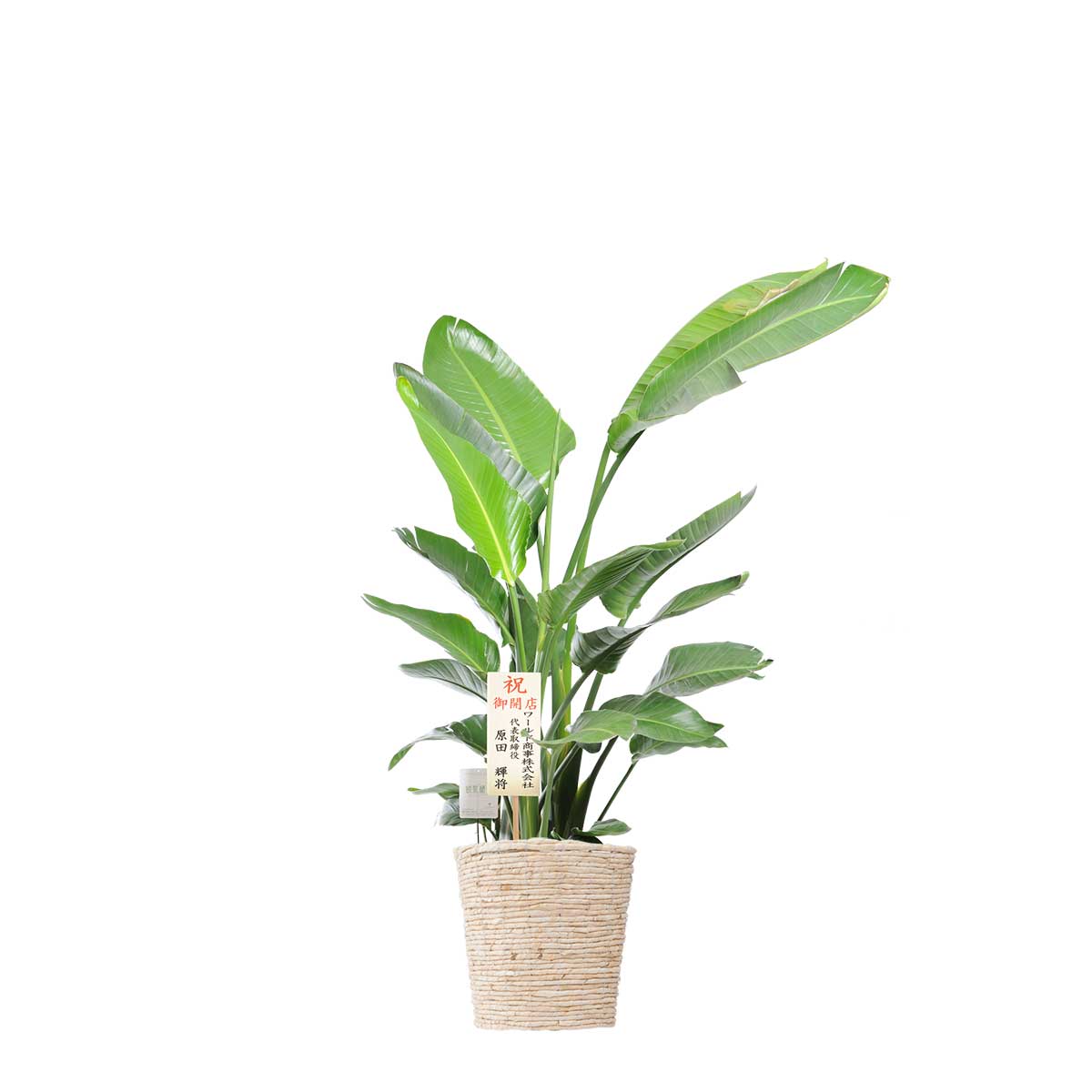 観葉植物 ストレリチア オーガスタ 10号 白バスケット鉢カバー付お祝い 南国の雰囲気 インテリアグリーン フラワーギフト 贈答 プレゼント 贈り物 全国配送 立札無料 メッセージカード無料 ネット限定