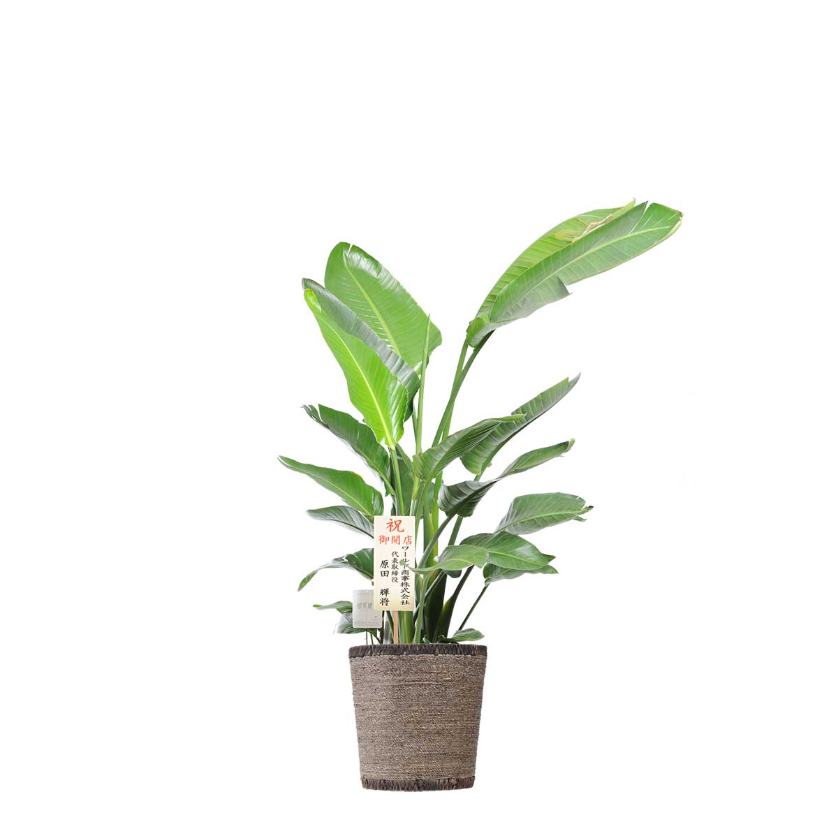 楽天市場】ストレリチア ユンケア ノンリーフ 10号 観葉植物 鉢植え