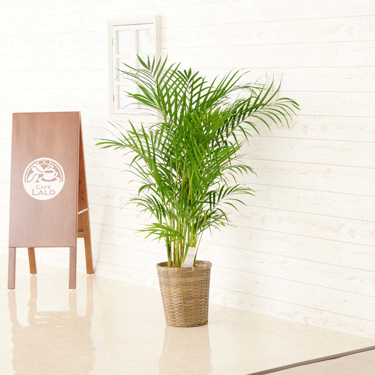 観葉植物 アレカヤシ 8号 バスケット鉢カバー付お祝い インテリアグリーン フラワーギフト 贈答 プレゼント 贈り物 全国配送 立札無料 メッセージカード無料 でおすすめアイテム