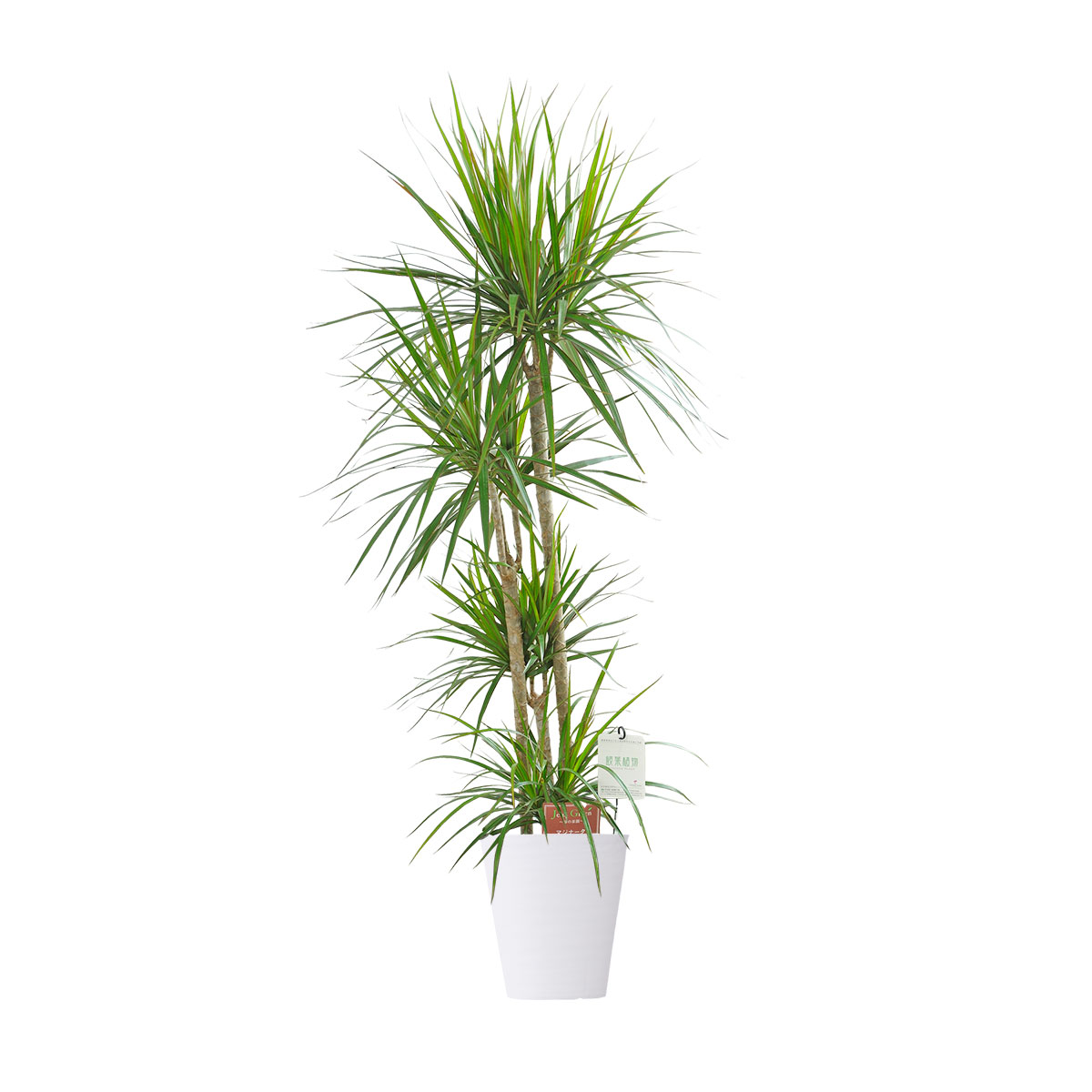 送料無料 観葉植物 ドラセナ コンシンネ 8号 白丸鉢皿付 花言葉カード付 お祝い シャープな葉 観葉植物 インテリアグリーン フラワーギフト 贈答 プレゼント 贈り物 全国配送 立札無料 メッセージカード無料 Voiptechsolutions In