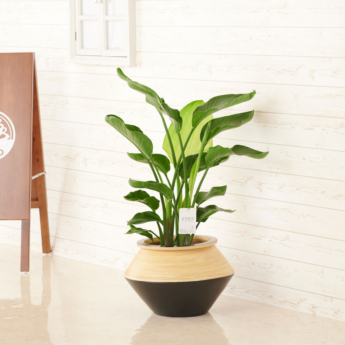 週末特価！オーガスタ　ストレリチア　ニコライ　3株植え　苗　苗木　10号鉢 楽天市場】オーガスタ ストレリチア ニコライ 3株植え 8号鉢