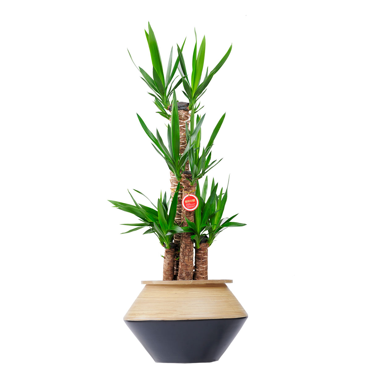 楽天市場】【観葉植物】 ユッカ 8号 インテリア グリーン 観葉 鉢植え