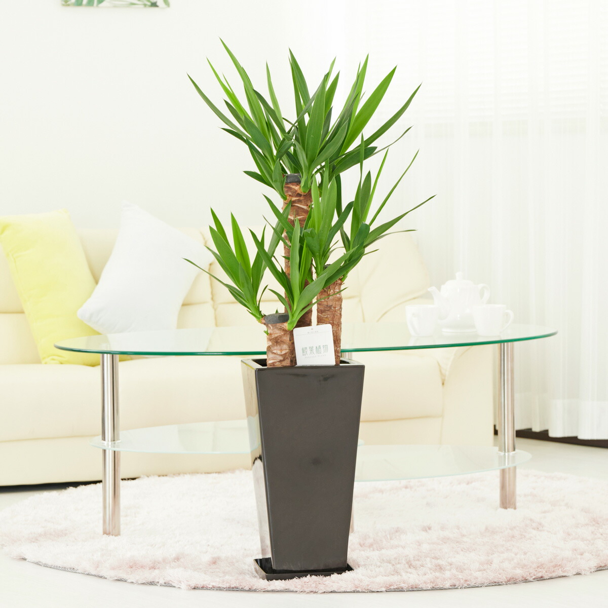 ユッカ グロリオサ　観葉植物 鉢のまま発送 楽天市場】観葉植物 大型 ユッカ グロリオサ バリエガータ 7号