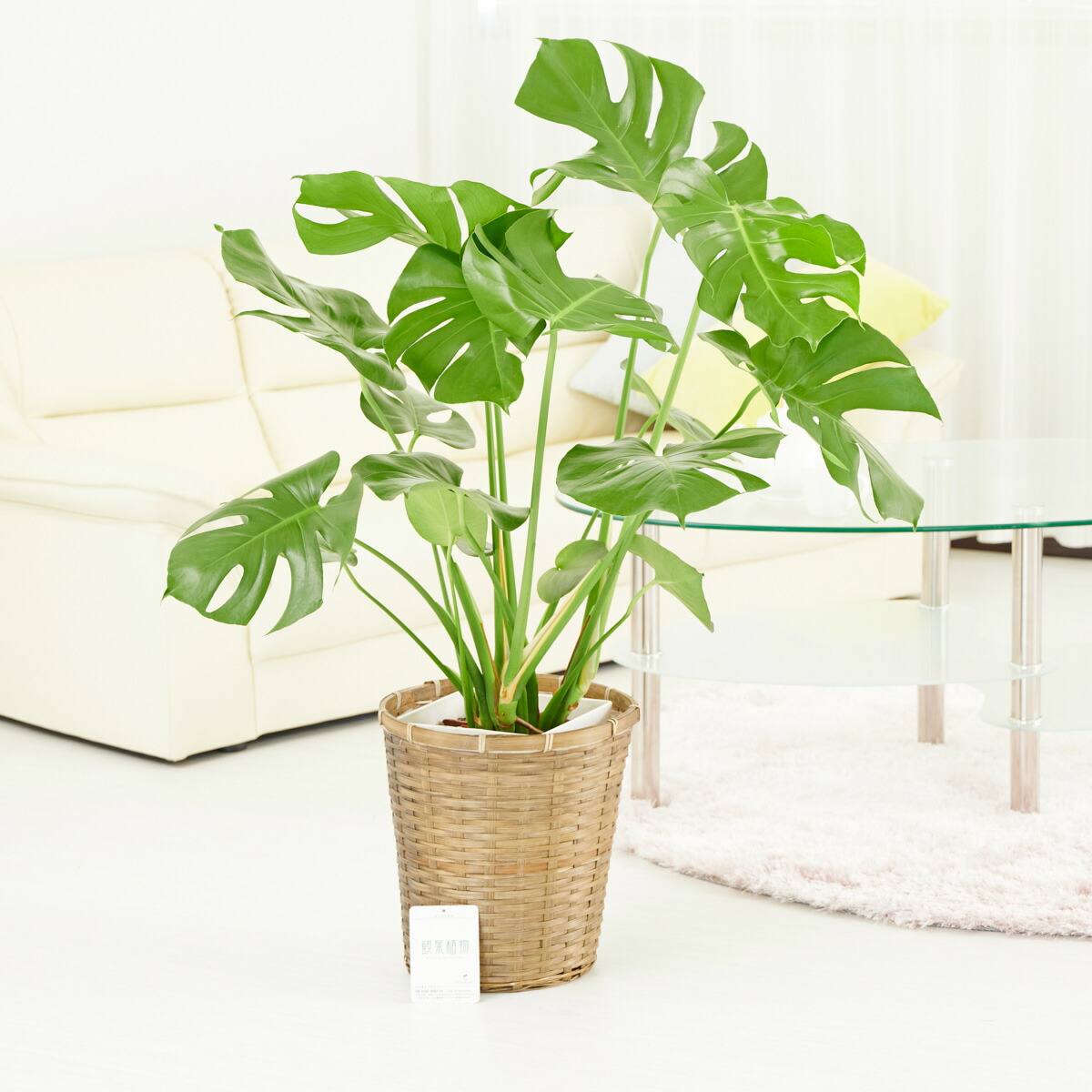 【貨物輸送無料】観葉草木 モンステラ 8号※提げ篭鉢取りまかなう付【花言葉歌留多付】祝賀会 観葉草木 室内装飾緑であること 御花差し上げ物 呉れて遣る 差し上げ物 差し上げ物 全国送りとどける 立札無料 申したて歌留多無料