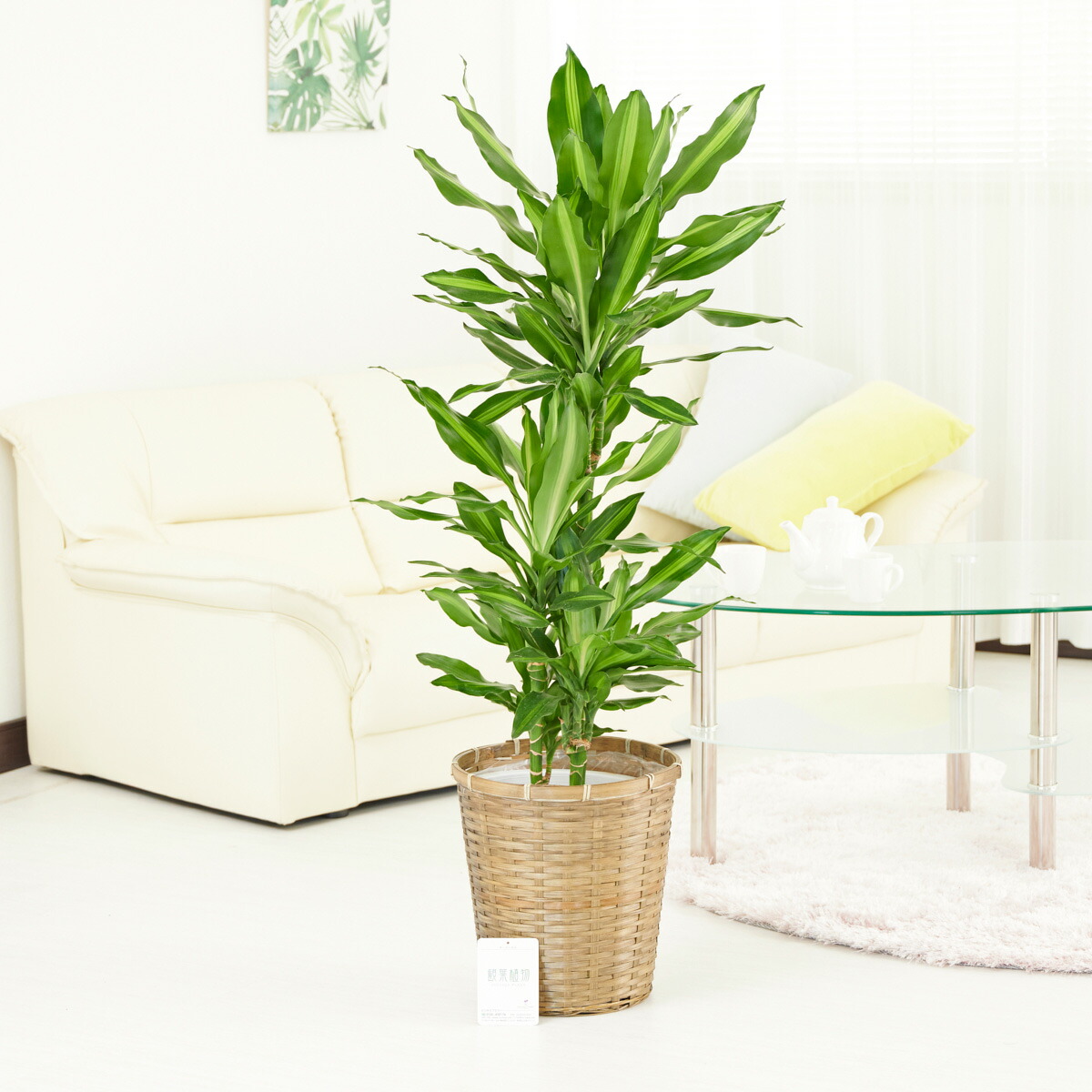 観葉植物 ドラセナ コンシンナ コンシンネ ２種植え ８号鉢 観葉植物 ドラセナ コンシンナ コンシンネ 2種植え 8号鉢