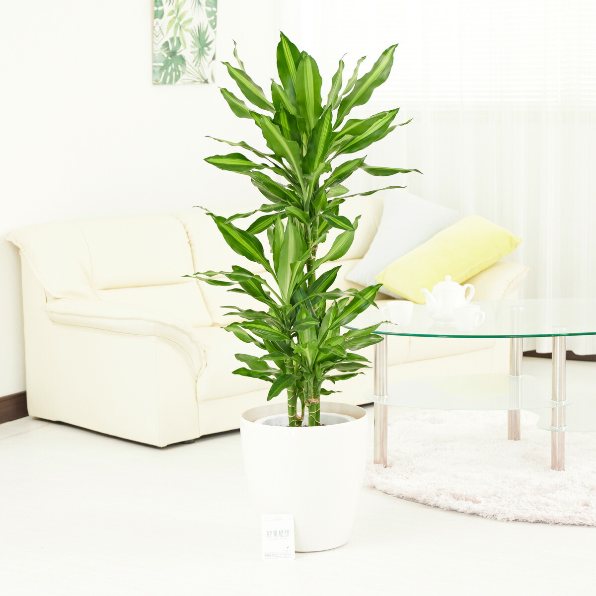 楽天市場】（観葉） ドラセナ コンシンネ 8号鉢 北欧スタイル