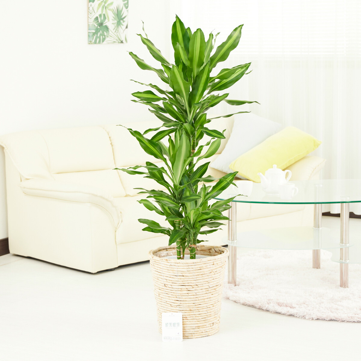 楽天市場】人工観葉植物 赤ドラセナ スクエア陶器鉢 光触媒加工 あす楽