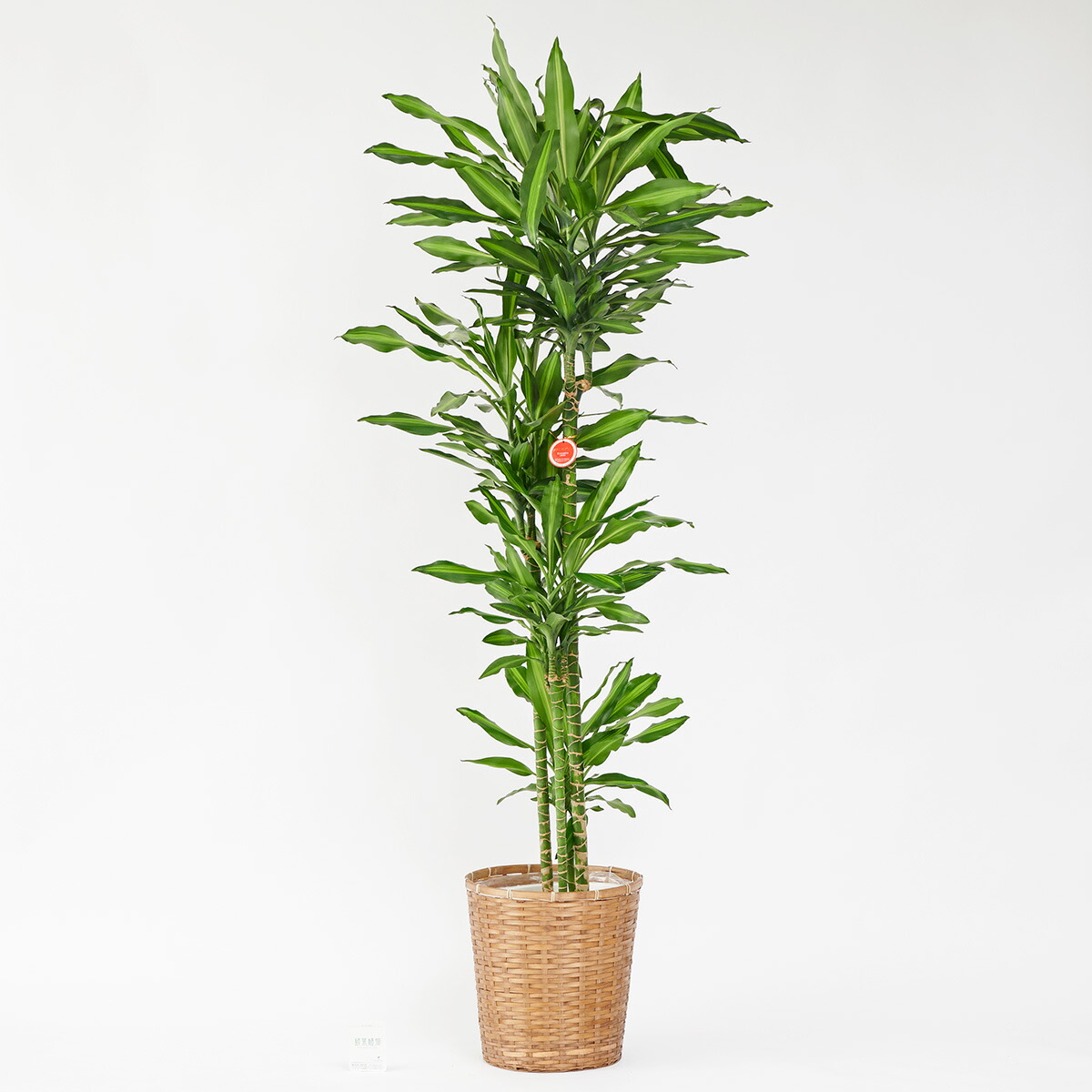 良質 観葉植物 ドラセナ ジェレ 10号 バスケット鉢カバー付お祝い インテリアグリーン フラワーギフト 贈答 プレゼント 贈り物 全国配送 立札無料 メッセージカード無料 Www Q8india Com 良質 観葉植物 ドラセナ ジェレ 10号 バスケット鉢カバー付お祝い インテリアグリーン フラワーギフト 贈答 プレゼント 贈り物 全国配送 立札無料 メッセージカード無料 Www Q8india Com