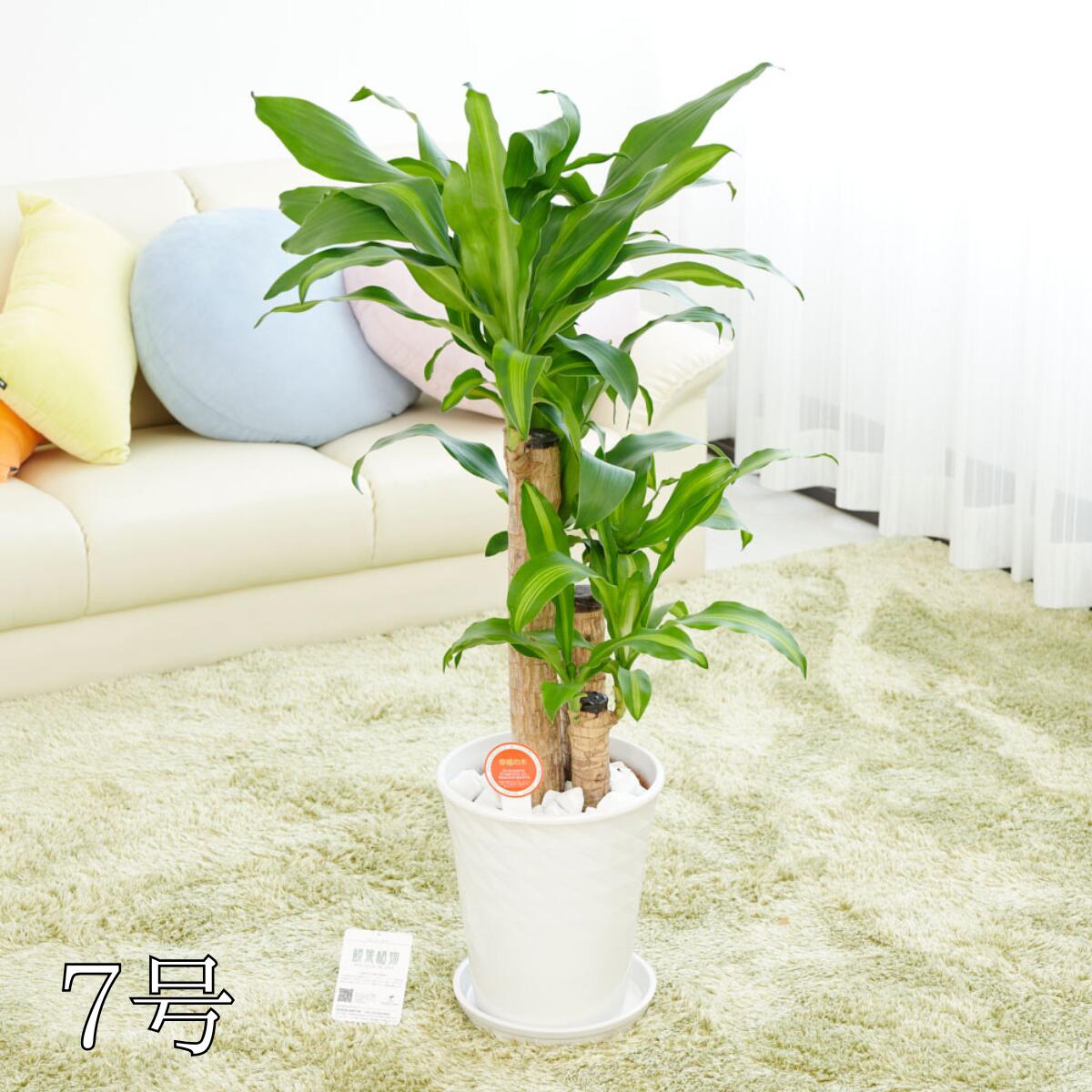 観葉植物　ドラセナ・マッサンゲアナ　※白陶器鉢皿付【花言葉カード付】 お祝い 観葉植物 インテリアグリーン フラワーギフト 贈答 プレゼント 贈り物 全国配送 立札無料 メッセージカード無料