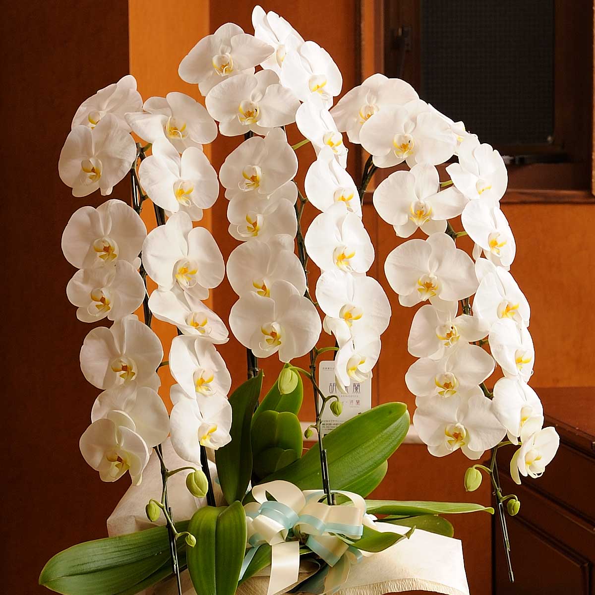 新作 配送地域限定 鉢回収サービスチケット付き 胡蝶蘭3本立 白 3万円コース 45 51輪程度 お祝い お花 生花 コチョウラン こちょうらん 鉢花 フラワーギフト プレゼント 贈り物 立札無料 メッセージカード無料 楽ギフ あす楽 Fucoa Cl