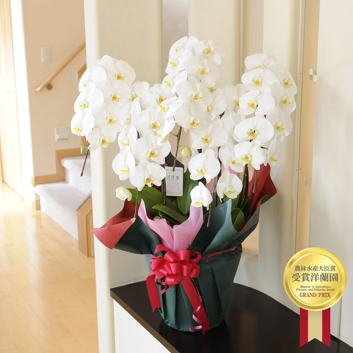 胡蝶蘭 農林水産大臣賞受賞農家から直送 大輪5本立開店祝い 開業祝い 就任祝い 移転祝い 昇進祝い 退職祝い 当選祝い 創業祝い 栄転祝い 贈り物 フラワーギフト プレゼント お祝い お花 送料無料 メッセージカード無料 ラッピング無料 立札無料 楽ギフ あす楽