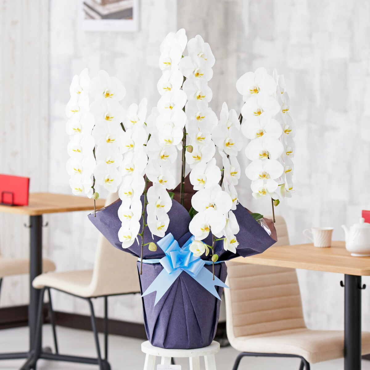 驚きの価格が実現 手持ち配送 胡蝶蘭5本立 白 3万円コース 50 55輪程度 胡蝶蘭 コチョウラン 鉢花 お花 誕生日祝い 結婚祝い お祝い フラワーギフト プレゼント 贈り物 全国配送 立札無料 メッセージカード無料 あす楽 楽ギフ Fucoa Cl