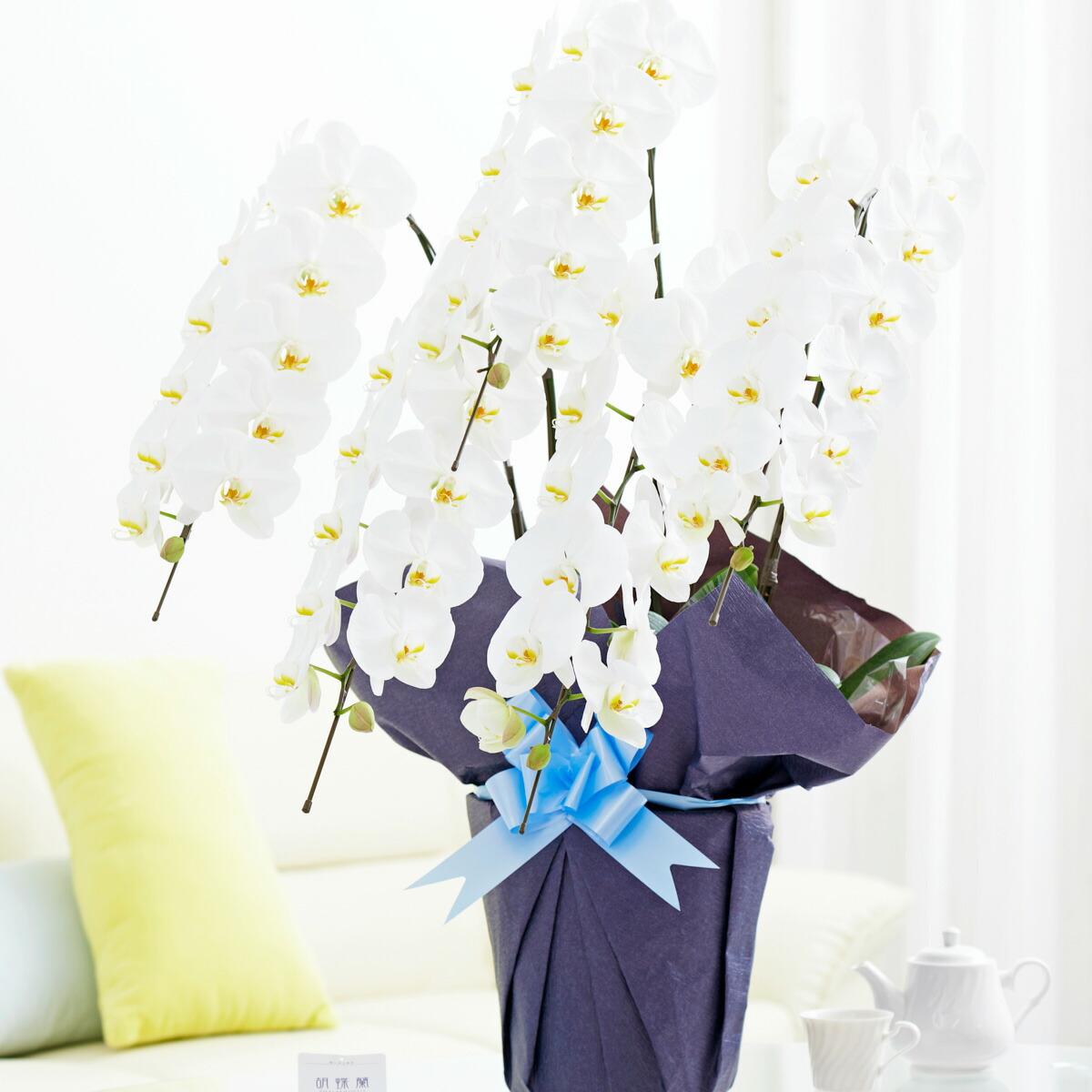 驚きの価格が実現 手持ち配送 胡蝶蘭5本立 白 3万円コース 50 55輪程度 胡蝶蘭 コチョウラン 鉢花 お花 誕生日祝い 結婚祝い お祝い フラワーギフト プレゼント 贈り物 全国配送 立札無料 メッセージカード無料 あす楽 楽ギフ Fucoa Cl