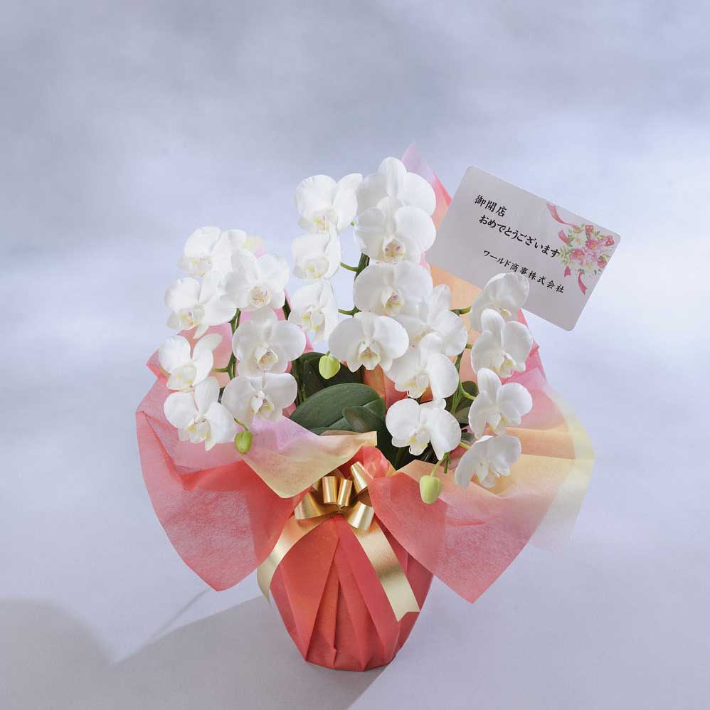 ご予約品 手持ち配送 胡蝶蘭ミディ 3本立 21輪程度 胡蝶蘭 コチョウラン 鉢花 お花 誕生日祝い 結婚祝い お祝い フラワーギフト プレゼント 贈り物 全国配送 立札無料 メッセージカード無料 あす楽 楽ギフ Fucoa Cl