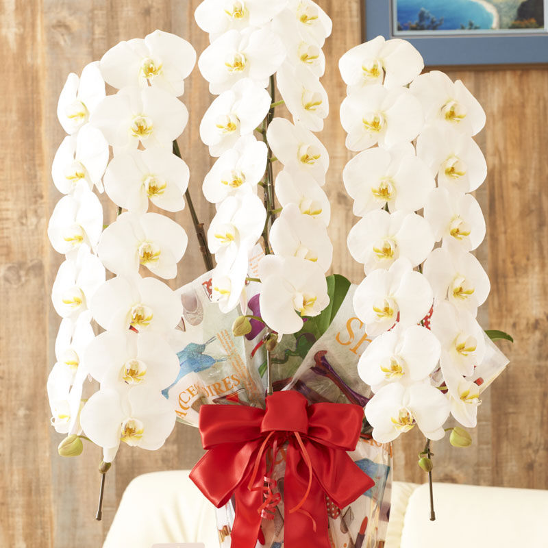 贈り物 プレゼント 開店祝い 他を一歩リード 違いにこだわるデザイン性の高いラッピングの大輪胡蝶蘭3本立 白 Gift S フラワーギフト 立札無料 結婚祝い 退職祝い 就任祝い 鉢花 開業祝い ラッピング無料 Sp こだわりラッピング パリジェンヌ 胡蝶蘭 上場祝い 3