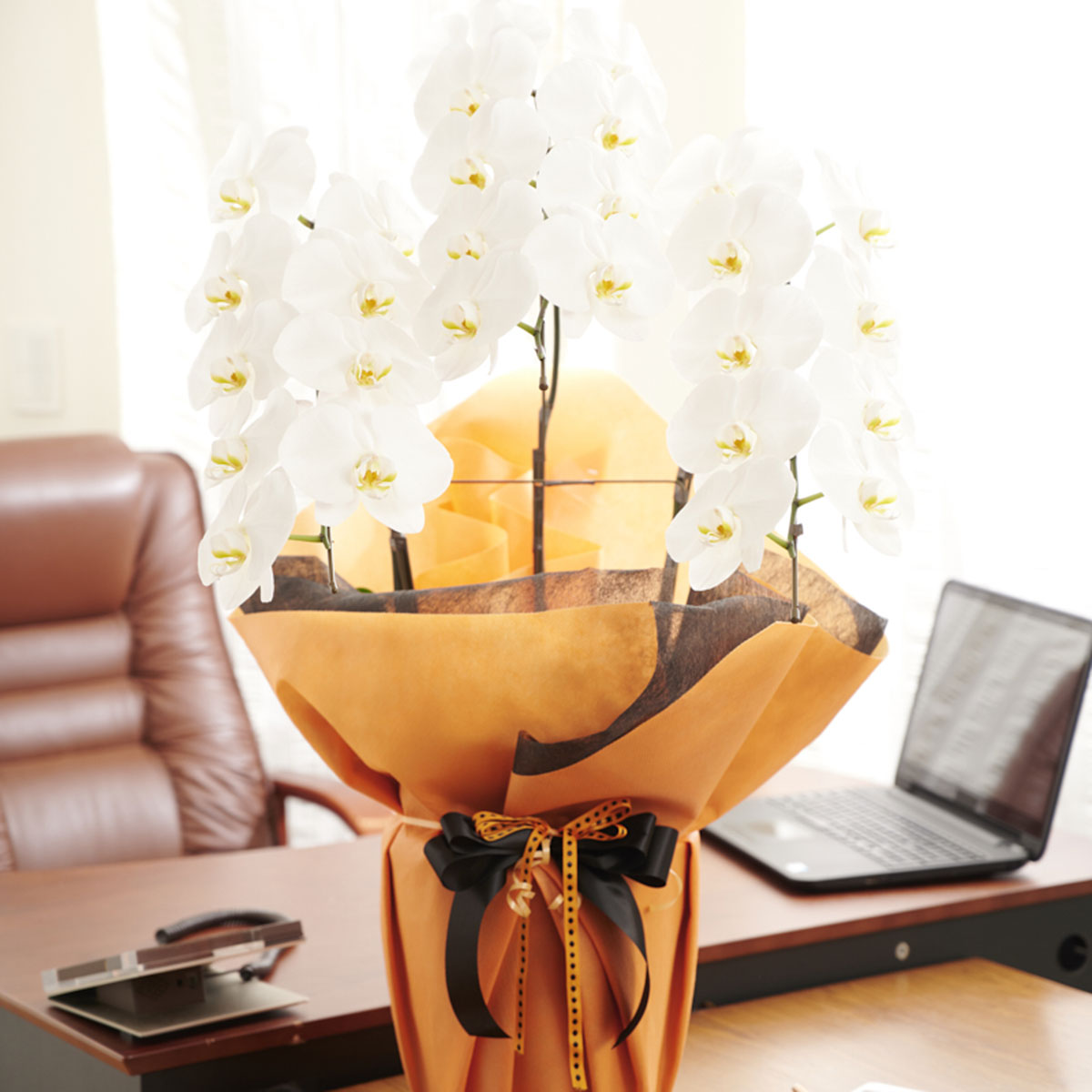 品質が の 結婚祝い クリスマス 他を一歩リード 違いにこだわるデザイン性の高いラッピングの大輪胡蝶蘭3本立 白 就任祝い ラッピング無料 開店祝い Gift S 長寿祝い 移転祝い こだわりラッピング ノーブル オロンジュ 胡蝶蘭3本立 白 1 2万円コース 立札無料