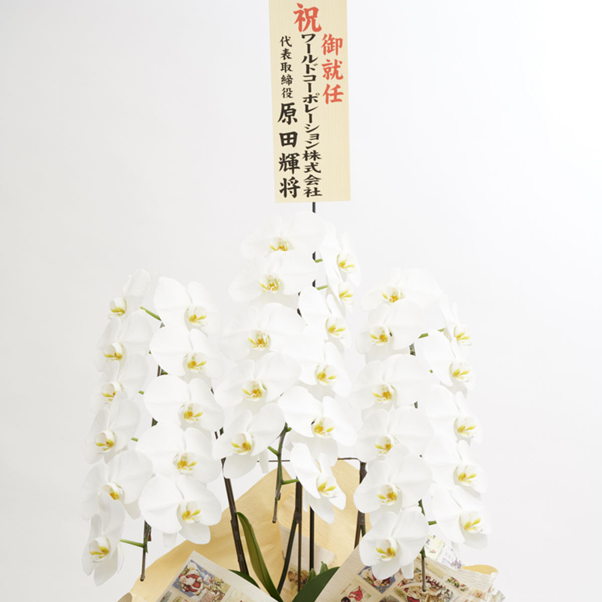 こだわりラッピング X Mas Gift 胡蝶蘭 3本立 白 1 5万円コース 送料無料 開店祝い 開業祝い 移転祝い 就任祝い 上場祝い 誕生日祝い 結婚祝い 出産祝い 長寿祝い 退職祝い ハロウィン クリスマス ラッピング無料 立札無料 メッセージカード無料 Udirons Com