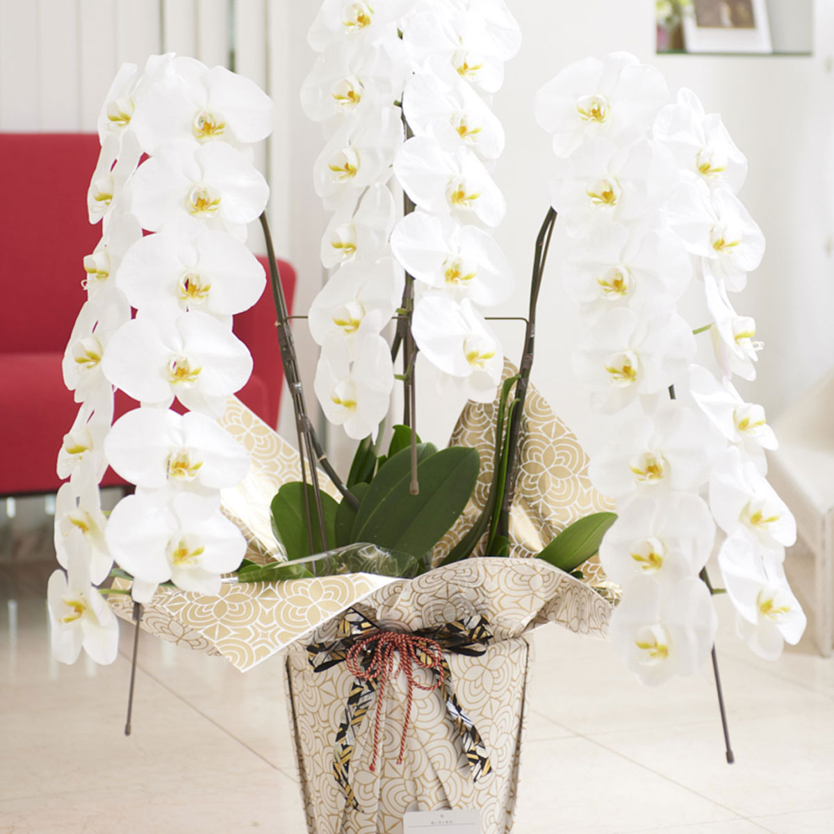 他を一歩リード 違いにこだわるデザイン性の高いラッピングの大輪胡蝶蘭3本立 白 就任祝い こだわりラッピング 曼荼羅 まんだら 金花柄 胡蝶蘭 3本立 白 2万円コース 送料無料 開店祝い 開業祝い 移転祝い 鉢花 就任祝い 開業祝い 上場祝い 誕生日祝い 結婚