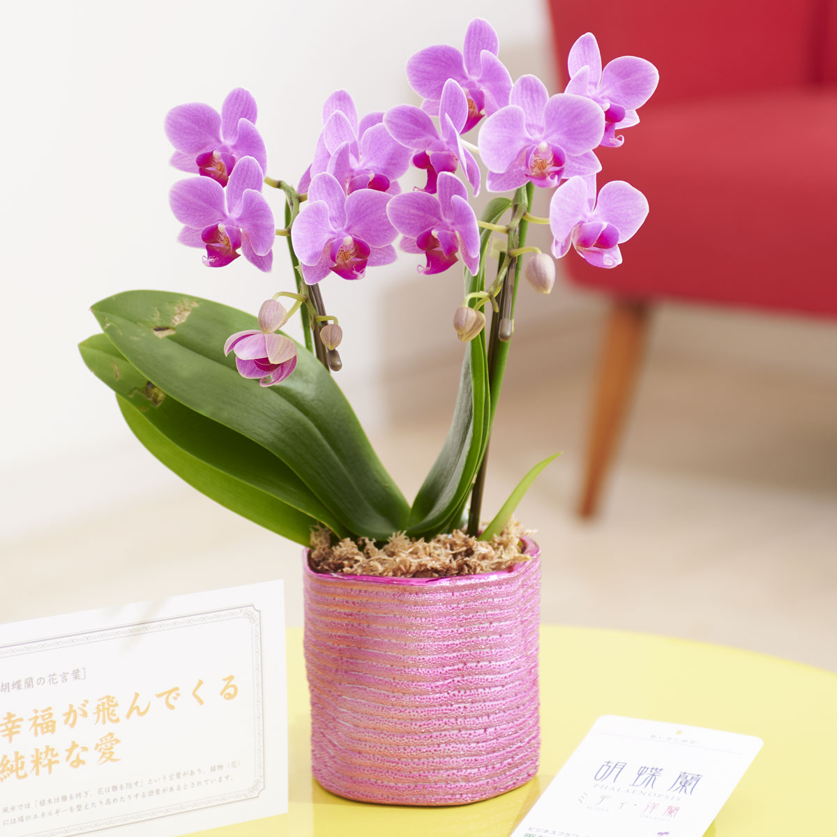 楽天市場 胡蝶蘭ミディ カララ キラリ ピンク 誕生日祝い 誕生祝い 結婚祝い 出産祝い 長寿祝い 還暦祝い 古希祝い 喜寿祝い 傘寿祝い 米寿祝い 卒寿祝い 白寿祝い 百寿祝い お祝い 送料無料 全国配送 あす楽 即日出荷 Sp Gift S