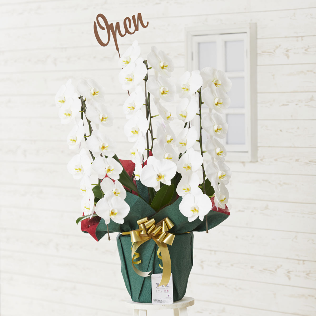 送料無料 3d立体メッセージ札 Open 文字型 付 豪華胡蝶蘭3本立 白 2万円コース規格 36輪以上 祝い コチョウラン こちょうらん フラワーギフト 贈答 プレゼント 贈り物 全国配送 立札無料 メッセージカード無料 楽ギフ Prescriptionpillsonline Is