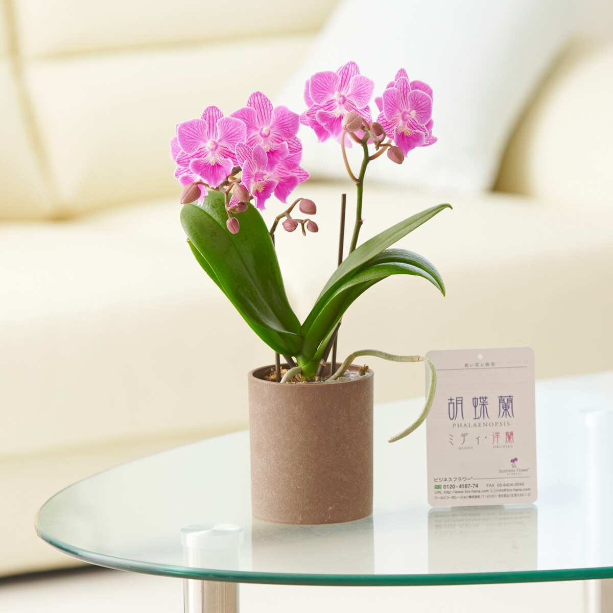 ギフトマン Yahoo 店タッセル付き供花 胡蝶蘭 PRSY-0137G 造花