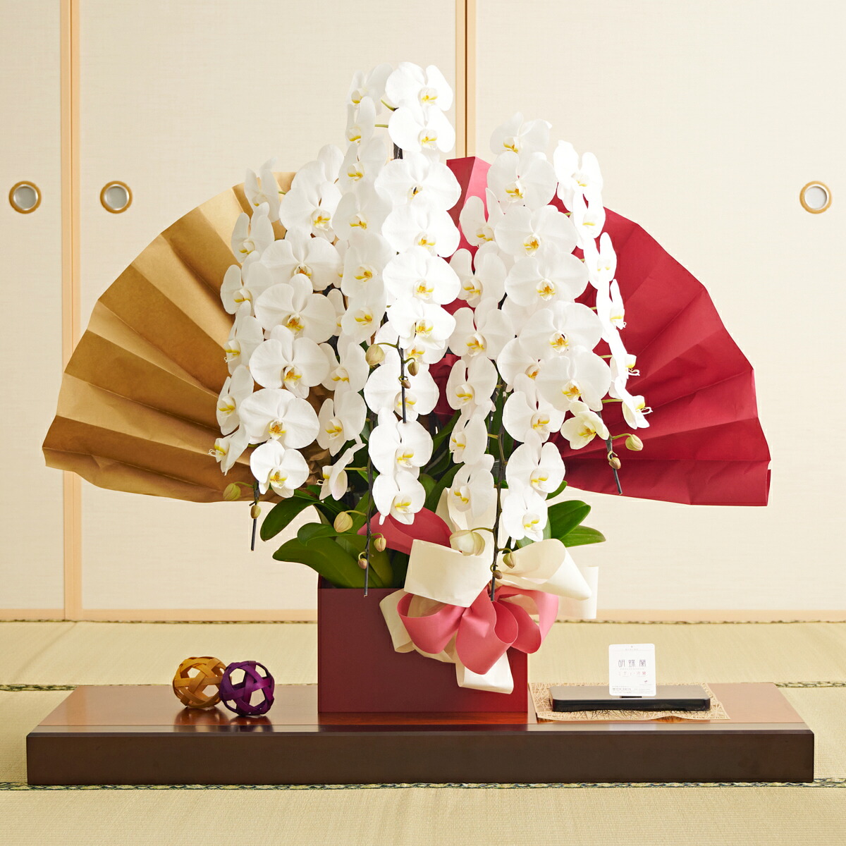 ＜不燃くず物皆無＞夢見鳥蘭 フォアスPREMIUM 5本立（白） 70輪座標軸蘭 生け花 幽客 コチョウラン 鉢花 お花 生まれ落ちる日祝い事 一緒になる祝い事 祝い事 お花差し上げ物 呉れて遣る コスパ 差し上げ物 全国送りとどける 申し立て歌留多無料