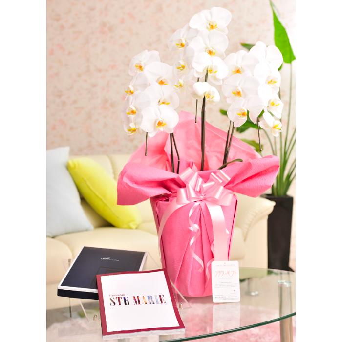 メール便なら送料無料 花とギフトのセット 胡蝶蘭 大輪3本立とカタログギフト ミストラル セントマリー 結婚祝い 就任祝い 長寿祝い 新築祝い 退職 祝い 誕生日 贈り物 フラワーギフト プレゼント ギフトカタログ お祝い お花 メッセージカード無料 あす楽 日本全国