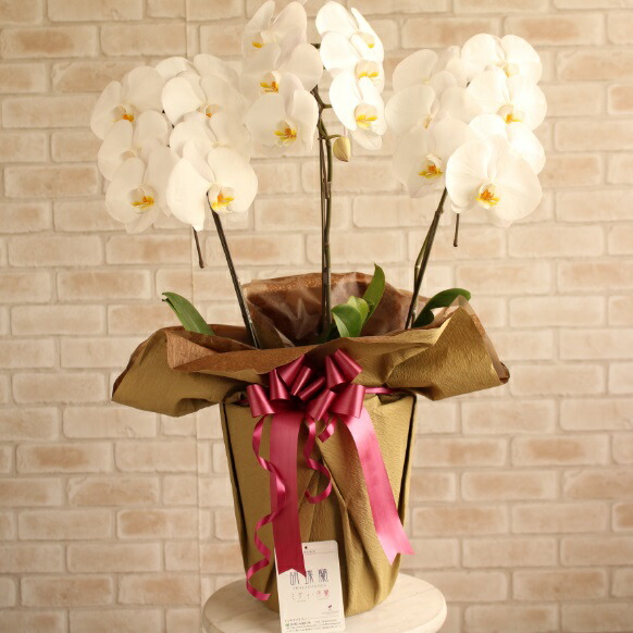 144通りのラッピングから選べる 当日配送可能 胡蝶蘭3本立 お花 立札無料 開店祝い 新築祝い プレゼント 長寿祝い 移転祝い 開業祝い 就任祝い 1万円コース誕生日祝い フラワーギフト 白 あす楽 贈り物 ラッピング無料 結婚祝い 送料無料 メッセージカード無料