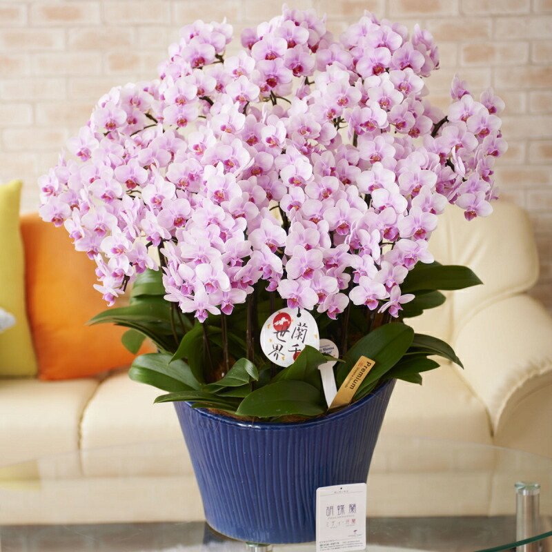 楽天市場 胡蝶蘭ミディ シェアオーキッド 20本立 ピンク 開店祝い 開業祝い 就任祝い 昇進祝い 当選祝い 退職祝い 誕生日 結婚祝い 長寿祝い 新築 祝い 贈り物 フラワーギフト プレゼント お祝い お花 送料無料 メッセージカード無料 ラッピング無料 楽ギフ あす楽 Sp