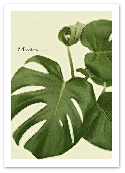 楽天市場 サイズ ポスター Monstera アート 植物 花 モンステラ Art Poster ポスター販売 Blank Wall