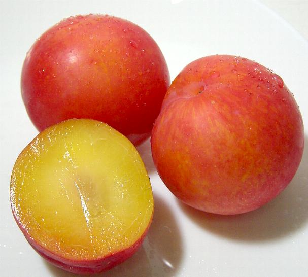 楽天市場】奄美 蜜すもも 250g×10袋（固形量200g） すもも