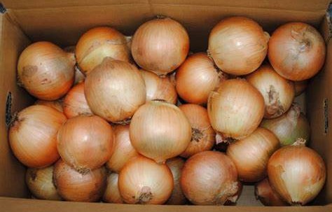 【朝市場直行】業務用・送料無料 北海道ほか 玉ねぎ L大サイズ 20kg入り(ケース)【冷蔵】|ビーライフショップ