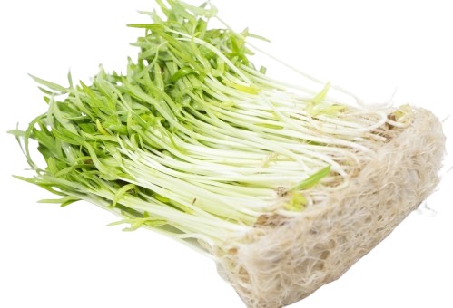 空芯菜…5kg Amazon.co.jp: 【朝市場直行】茨城県ほか エンサイ 空心菜 空芯