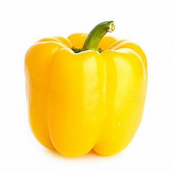 【楽天市場】【送料無料】【朝市場の新鮮野菜】パプリカ 黄 Mサイズ（約120g）1個 x2個セット【冷蔵】 : ビーライフショップ