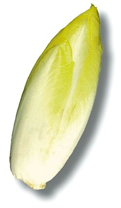 【朝市場直行】ベルギーほか　チコリ（白）1個　約100g　x6個セット【冷蔵】
