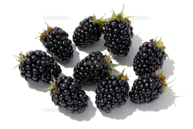 魅力的な 楽天市場 フルヤの減農薬野菜 ブラックベリー １７０ｇ １２入り ビーライフショップ 完売 Lexusoman Com