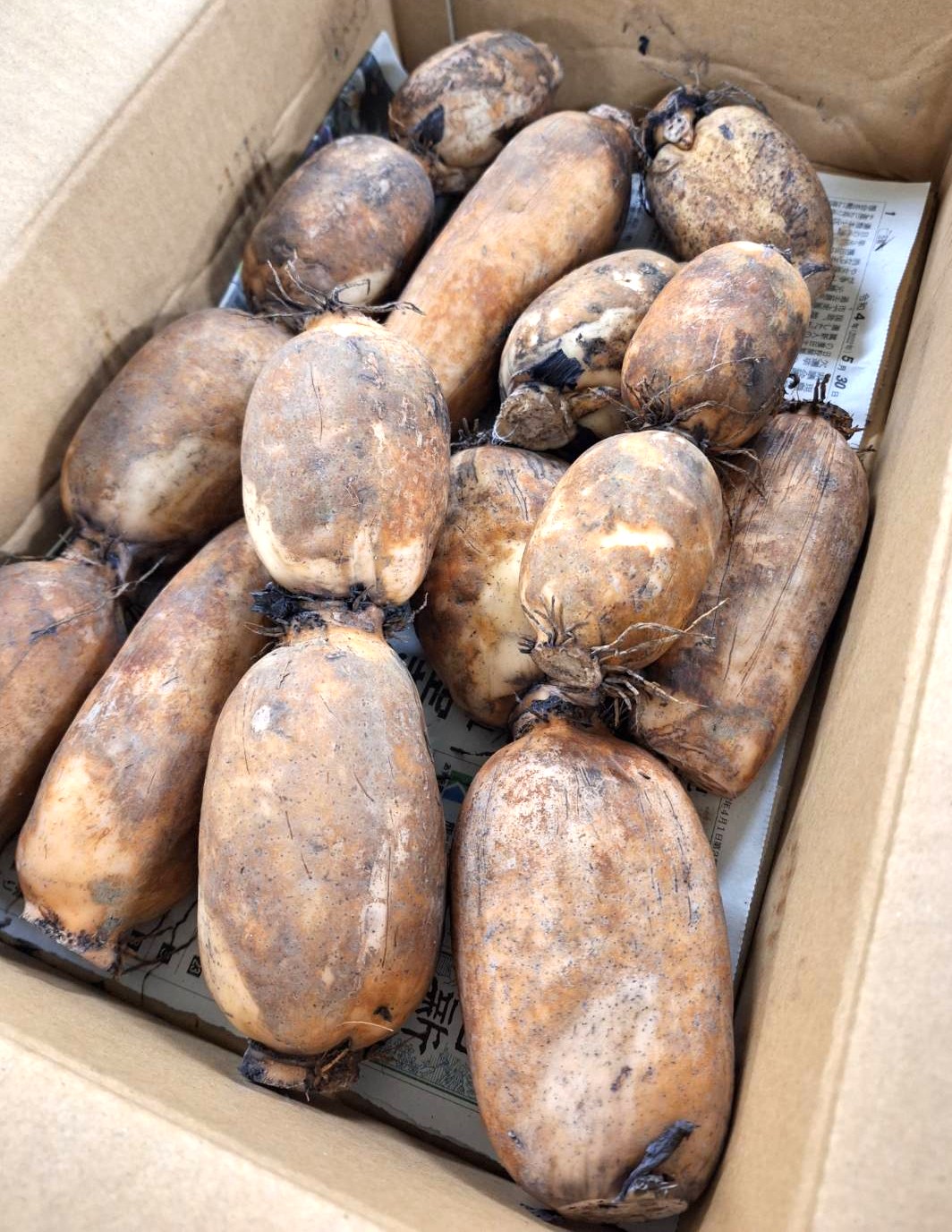 楽天市場】蓮根〈レンコン〉別称：蓮〈ハス〉1ケース、4Kg前後